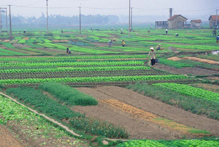 Mẫu số: 02/SDDNN - Tờ khai thuế sử dụng đất nông nghiệp