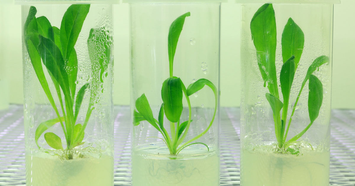 Tờ khai Yêu cầu cấp/cấp lại giấy chứng nhận tổ chức giám định quyền đối với giống cây trồng